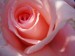 Ružová ružička